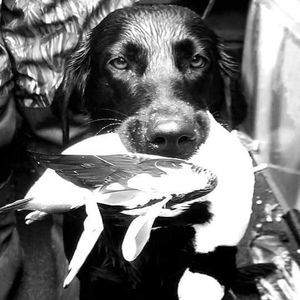 Meet your Posher, Donald